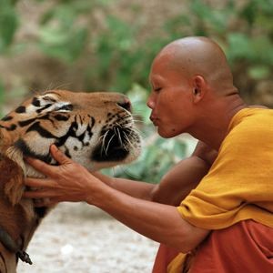 200712011807_tigermonk.jpg