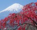mountain-mount-fuji-cherry-tree-peak-snow-japan-1024x1280